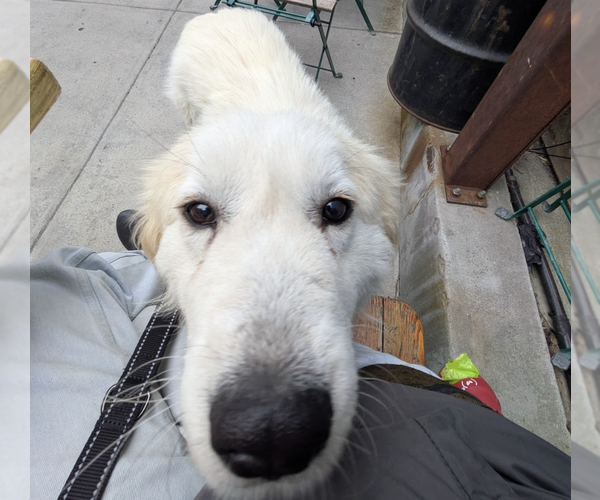 Medium Photo #3 Great Pyrenees-Unknown Mix Puppy For Sale in Brooklyn, NY, USA
