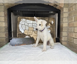 German Shepherd Dog Litter for sale in GARDEN CITY, TX, USA