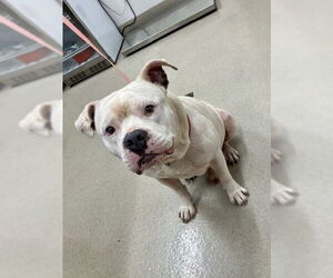American Pit Bull Terrier Dogs for adoption in Baytown, TX, USA