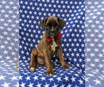 Small Photo #2 Boxer Puppy For Sale in KIRKWOOD, PA, USA