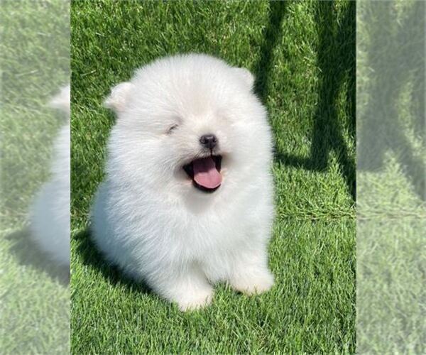 Medium Photo #3 Pomeranian Puppy For Sale in MIAMI, FL, USA