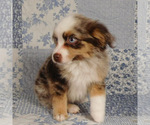 Small #9 Miniature Australian Shepherd