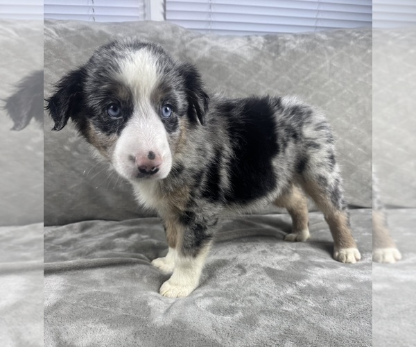 Medium Photo #3 Australian Shepherd Puppy For Sale in SALISBURY, NC, USA