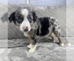 Small #2 Australian Shepherd
