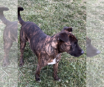 Small #4 American Pit Bull Terrier Mix