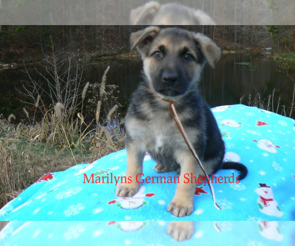 Medium Photo #3 German Shepherd Dog Puppy For Sale in PIEDMONT, MO, USA