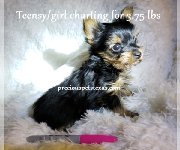Medium Photo #8 Yorkshire Terrier Puppy For Sale in ARLINGTON, TX, USA