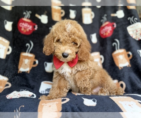 Medium Photo #5 Cock-A-Poo Puppy For Sale in LAKELAND, FL, USA