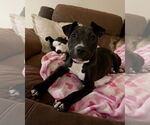 Small #12 American Staffordshire Terrier Mix