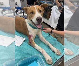 Staffordshire Bull Terrier-Unknown Mix Dogs for adoption in Rosenberg, TX, USA
