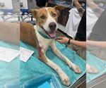 Small Staffordshire Bull Terrier Mix