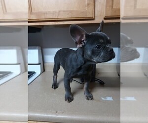 French Bulldog Puppy for sale in LONG BEACH, CA, USA
