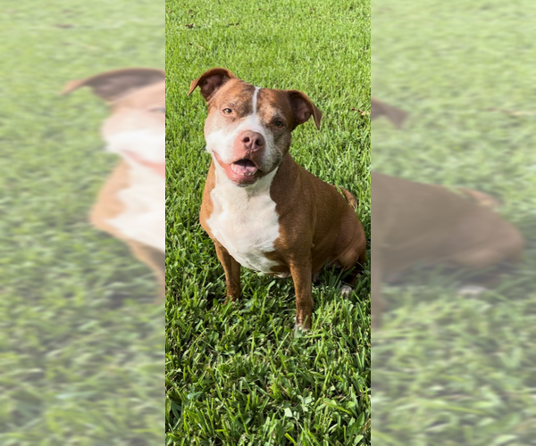 Medium Photo #8 American Pit Bull Terrier Puppy For Sale in Weston, FL, USA
