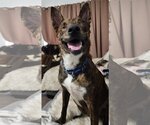 Small #8 Dutch Shepherd  Mix