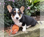 Image preview for Ad Listing. Nickname: Gideon