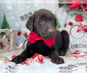 Medium Labrador Retriever