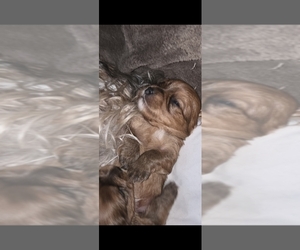 Morkie Puppy for sale in FISKDALE, MA, USA