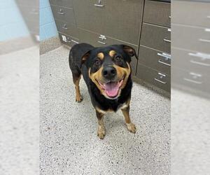 Rottweiler Dogs for adoption in Brighton, CO, USA