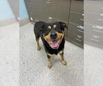 Small Rottweiler