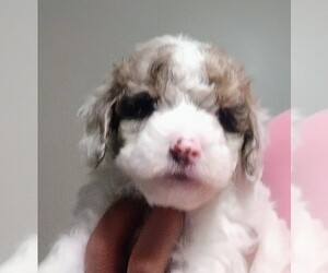 Poodle (Miniature) Puppy for sale in EAST PROVIDENCE, RI, USA