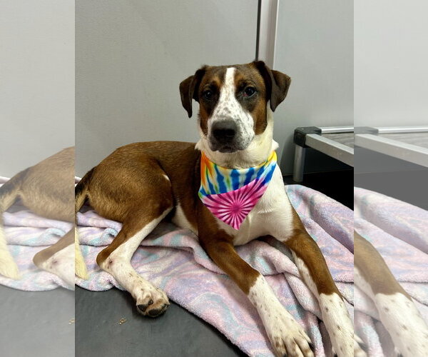 Medium Photo #2 American Foxhound-Collie Mix Puppy For Sale in Corning, AR, USA