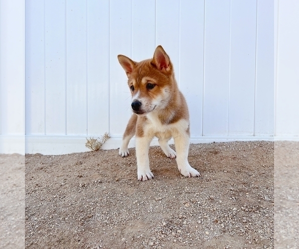Medium Photo #2 Shiba Inu Puppy For Sale in TEMECULA, CA, USA