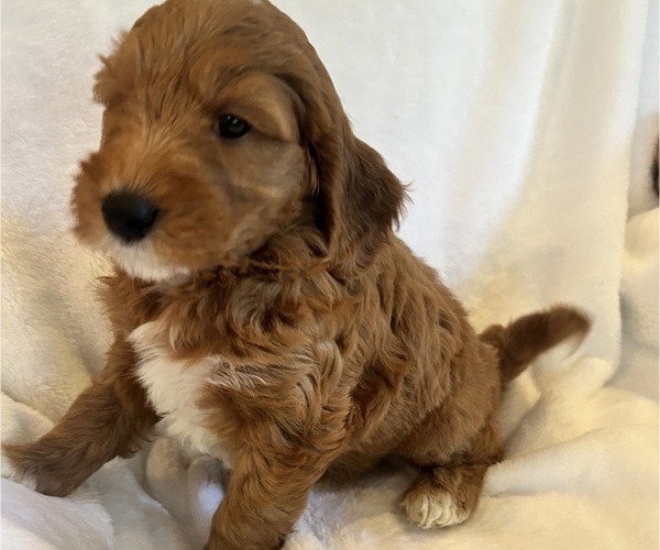 Medium Photo #8 Goldendoodle (Miniature) Puppy For Sale in PLATTE CITY, MO, USA