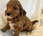 Litter of 6 - Male(s) and Female(s) Goldendoodle (Miniature)Litter of Puppies for Sale - Photo #8