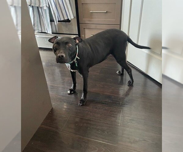Medium Photo #3 American Pit Bull Terrier-Labrador Retriever Mix Puppy For Sale in Calgary, Alberta, Canada