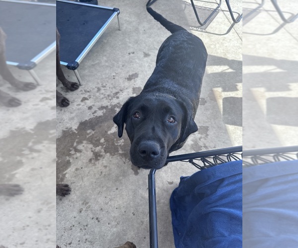 Medium Photo #1 Labrador Retriever Puppy For Sale in HARRIMAN, TN, USA