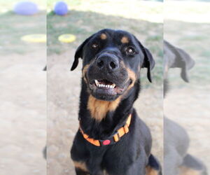 Rottweiler Dogs for adoption in Evansville, IN, USA