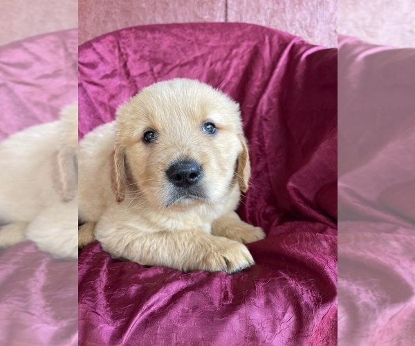 Medium Photo #16 Golden Retriever Puppy For Sale in WESTMINSTER, SC, USA