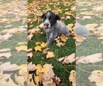 Small #3 Australian Cattle Dog-Labrador Retriever Mix