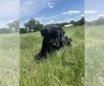 Small #10 Labrador Retriever