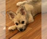 Small Photo #12 Siberian Husky-Unknown Mix Puppy For Sale in Brooklyn, NY, USA
