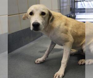 Labrador Retriever-Unknown Mix Dogs for adoption in San Antonio, TX, USA