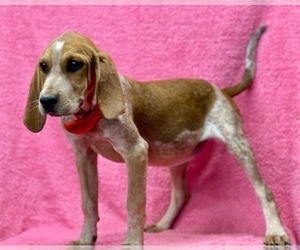 Coonhound Puppy for sale in LANCASTER, PA, USA