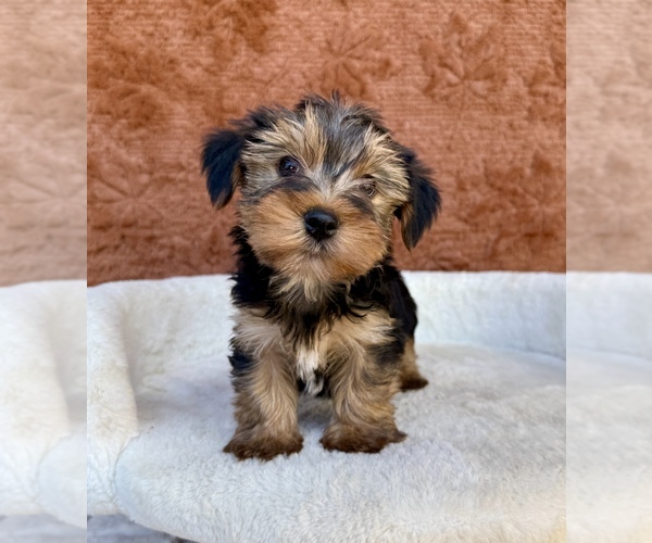 Medium Photo #10 Yorkshire Terrier Puppy For Sale in OCALA, FL, USA