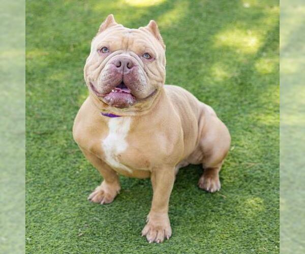 Medium Photo #1 Bulldog-Staffordshire Bull Terrier Mix Puppy For Sale in Camarillo, CA, USA