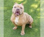 Small Bulldog-Staffordshire Bull Terrier Mix
