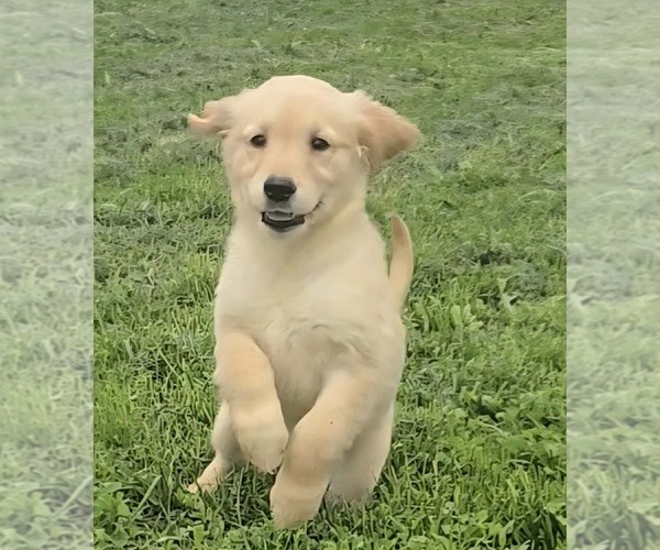 Medium Photo #1 Golden Retriever Puppy For Sale in RIGA, MI, USA