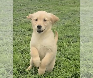 Golden Retriever Puppy for sale in RIGA, MI, USA