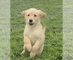 Image preview for Ad Listing. Nickname: Charlie