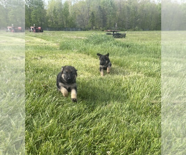 Medium Photo #1 German Shepherd Dog Puppy For Sale in SUMPTER TWP, MI, USA