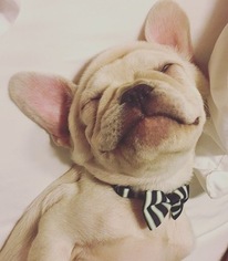 French Bulldog Puppy for sale in EVANSVILLE, IN, USA