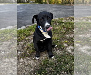 Collie-Unknown Mix Dogs for adoption in Boston, MA, USA