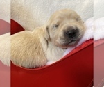 Small Photo #18 Golden Retriever Puppy For Sale in RICHMOND, TX, USA