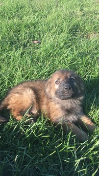 Medium Photo #1 German Shepherd Dog Puppy For Sale in LEXINGTON, IN, USA