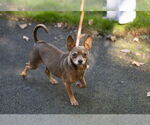 Small #1 Chihuahua