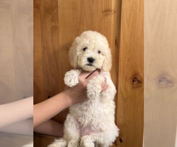 Medium Photo #6 Cockapoo (Miniature) Puppy For Sale in BUCKLEY, WA, USA